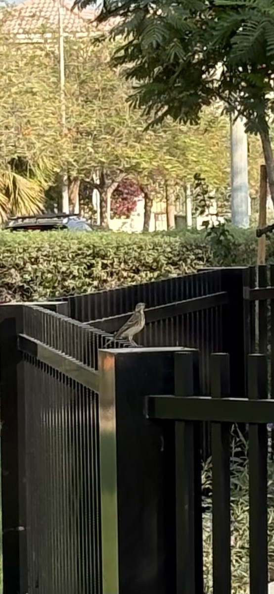 Tree Pipit - ML642152731