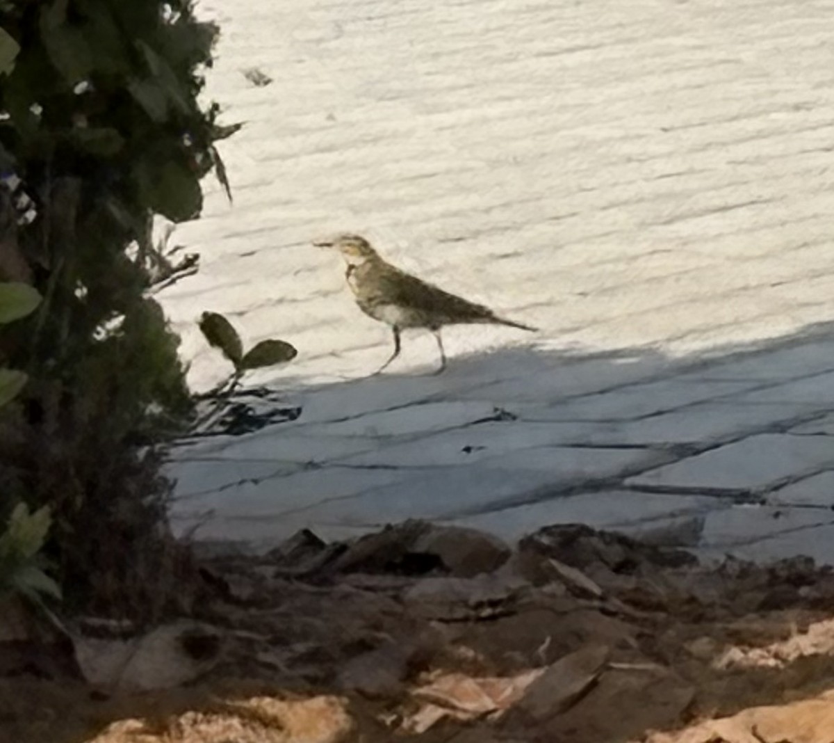 Tree Pipit - ML642152732