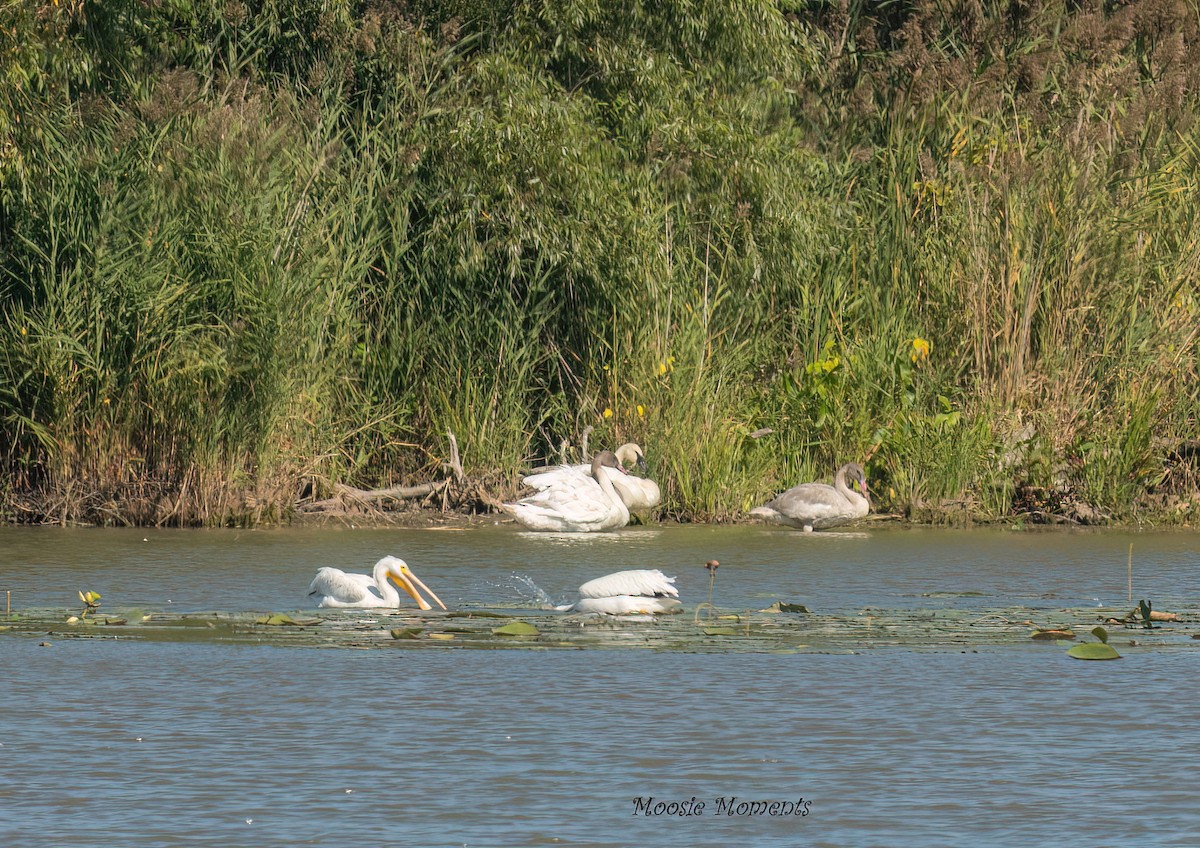 Trompeterschwan - ML642152737