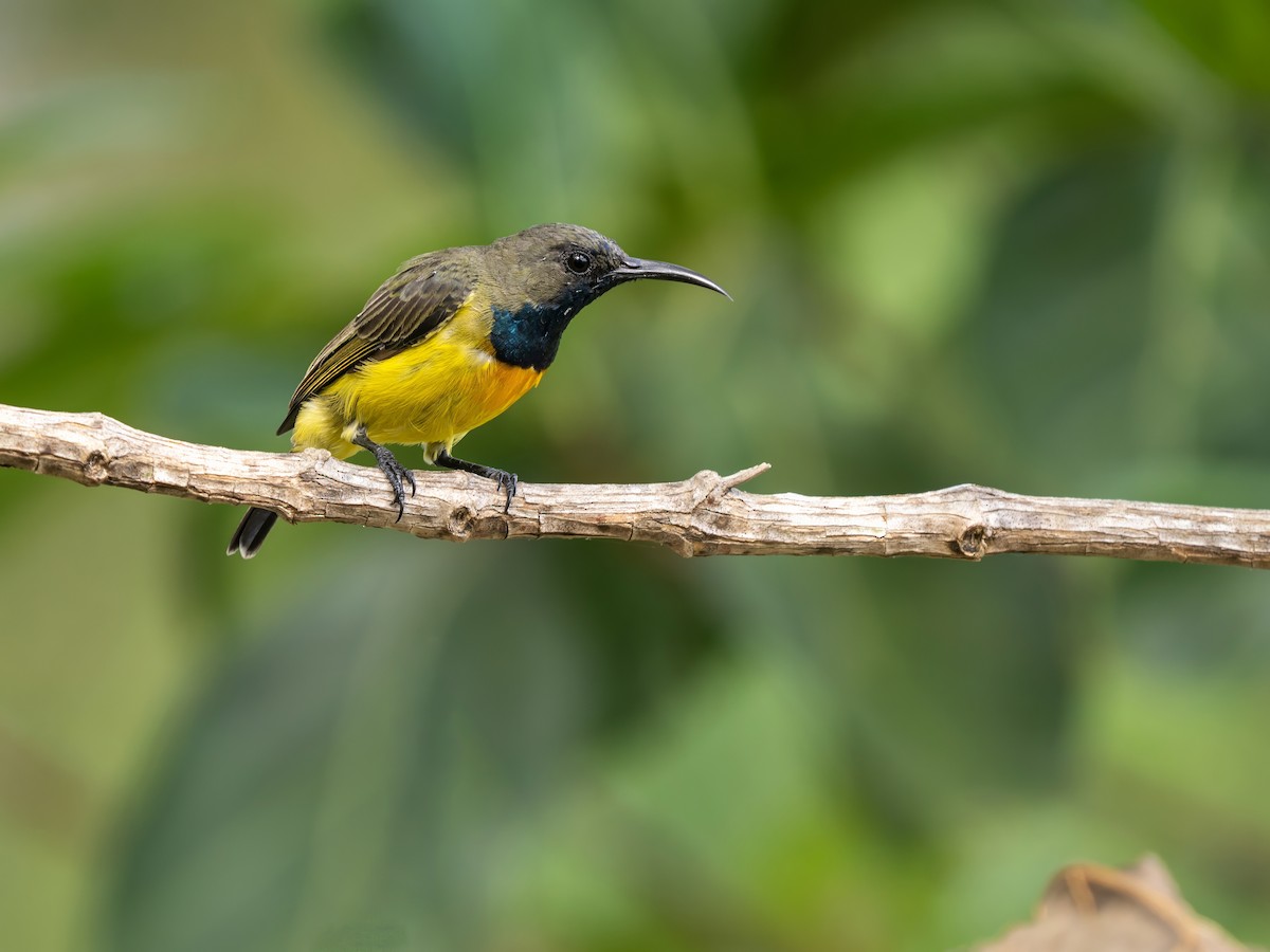 Apricot-breasted Sunbird - ML642152746