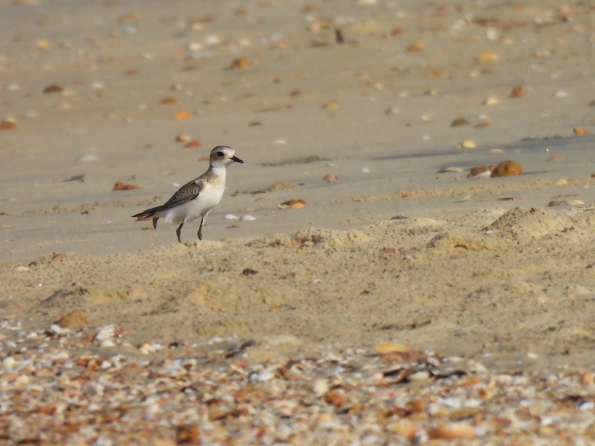 Tibetan Sand-Plover - ML642152766