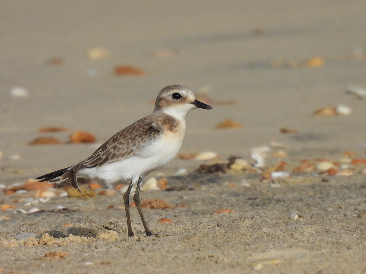 Tibetan Sand-Plover - ML642152767