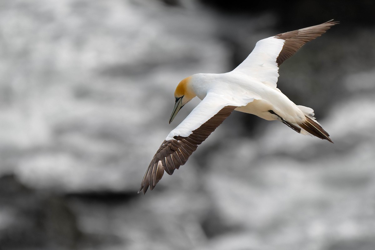 Australasian Gannet - ML642152775