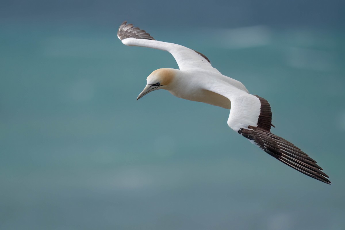 Australasian Gannet - ML642152783