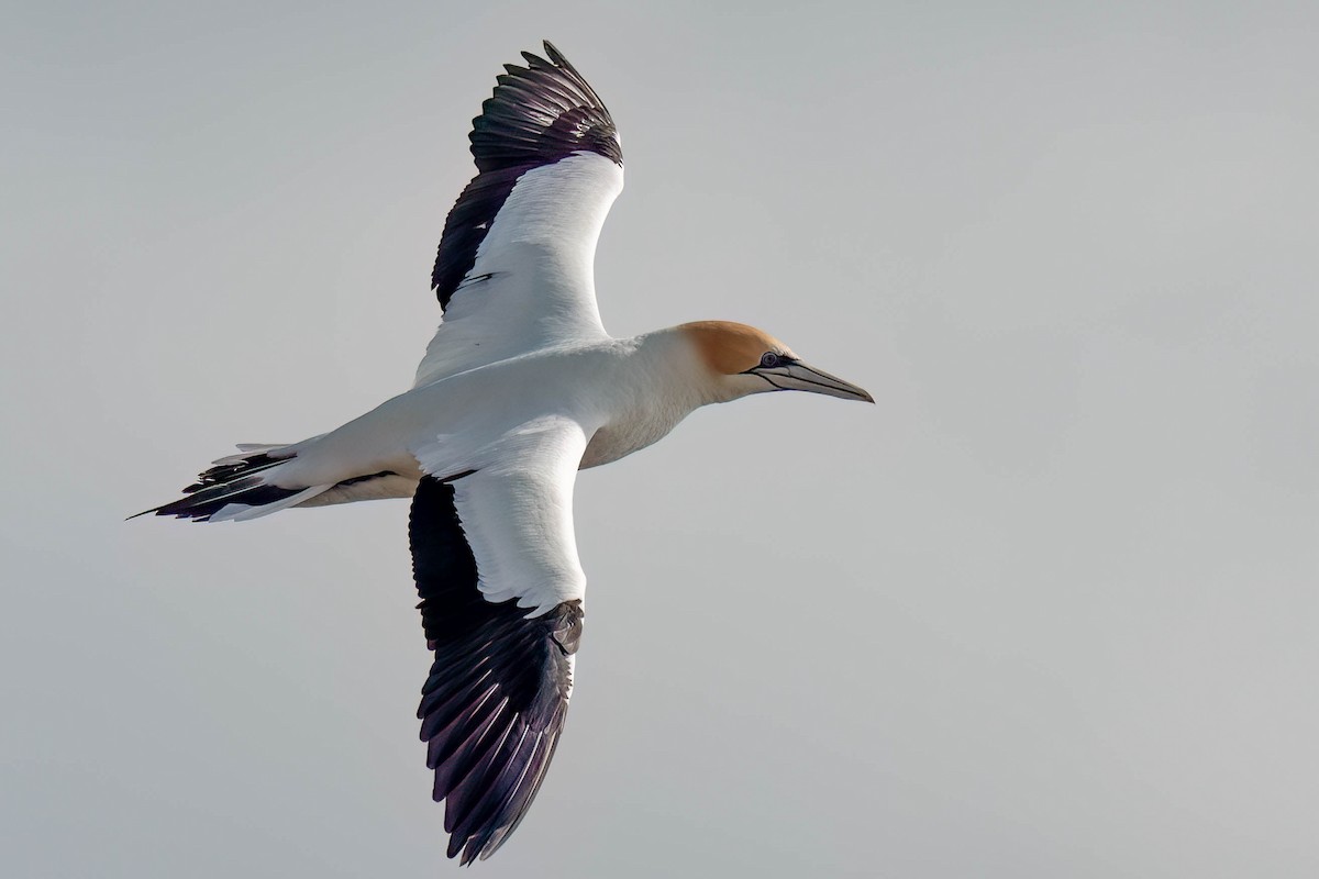Australasian Gannet - ML642152788