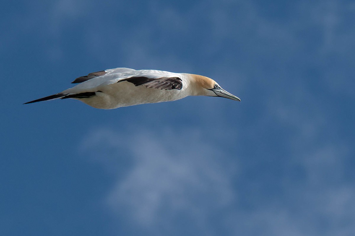 Australasian Gannet - ML642152801