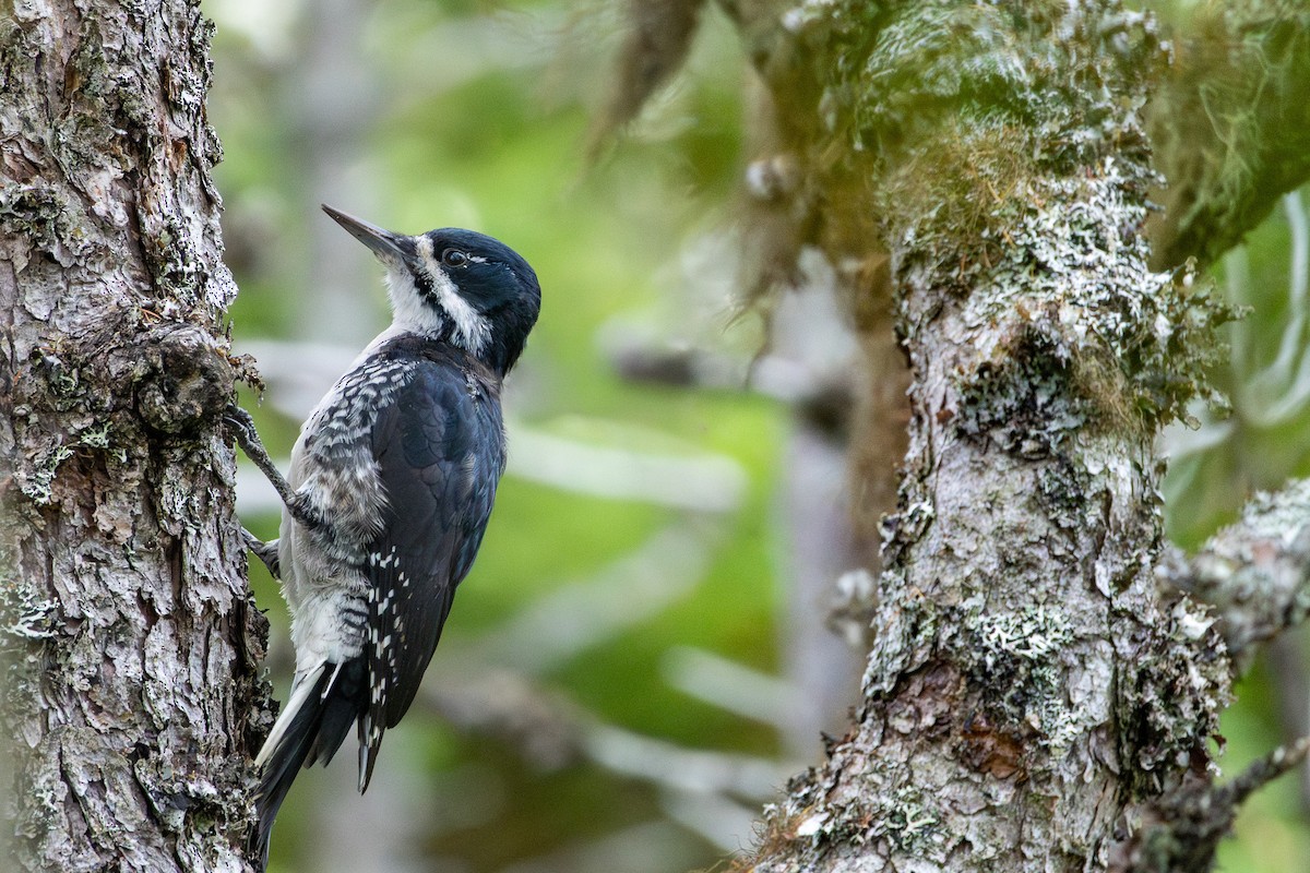 Black-backed Woodpecker - ML642152802