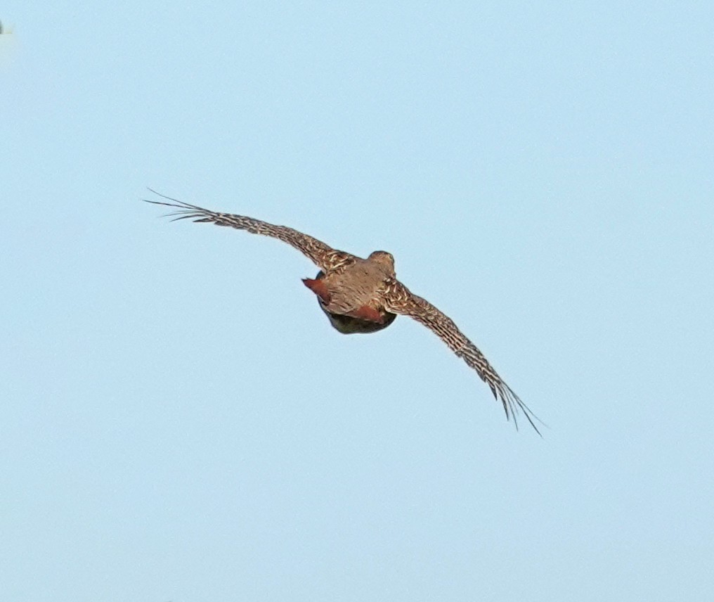 Gray Partridge - ML642152806