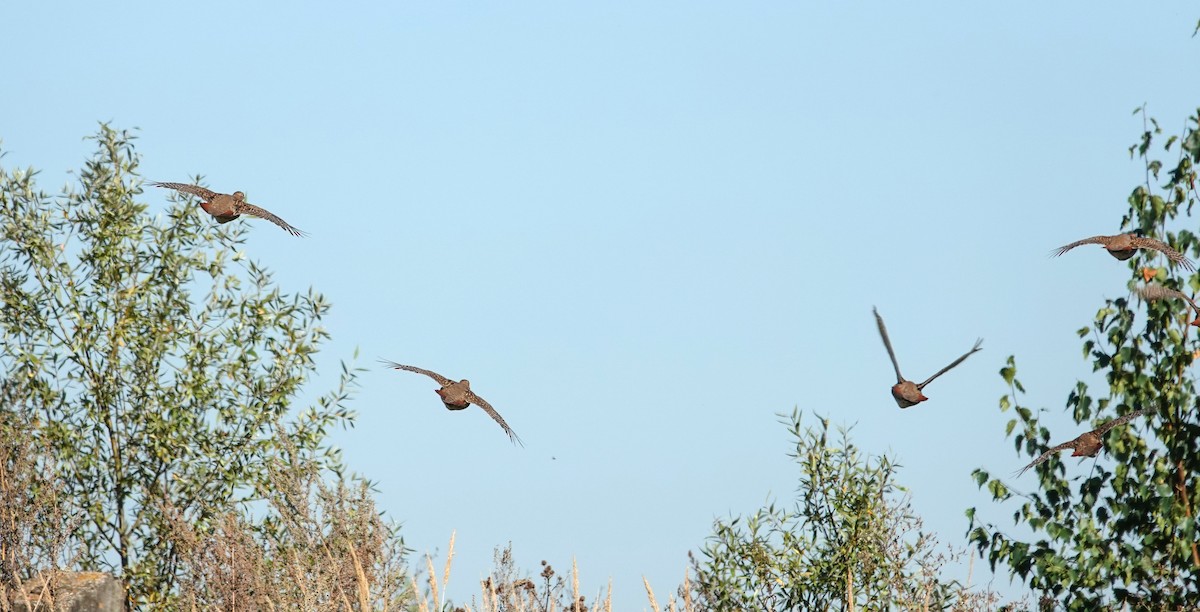 Gray Partridge - ML642152807
