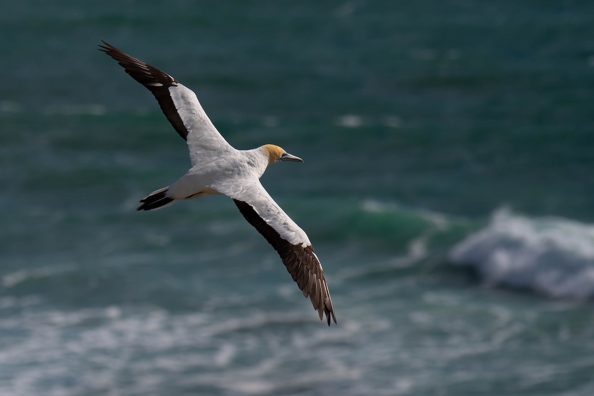 Australasian Gannet - ML642152810