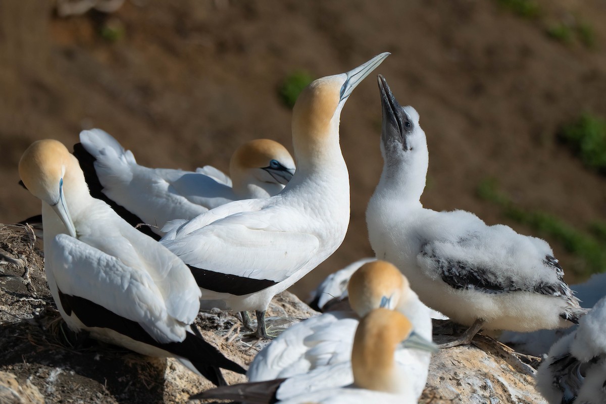 Australasian Gannet - ML642152822