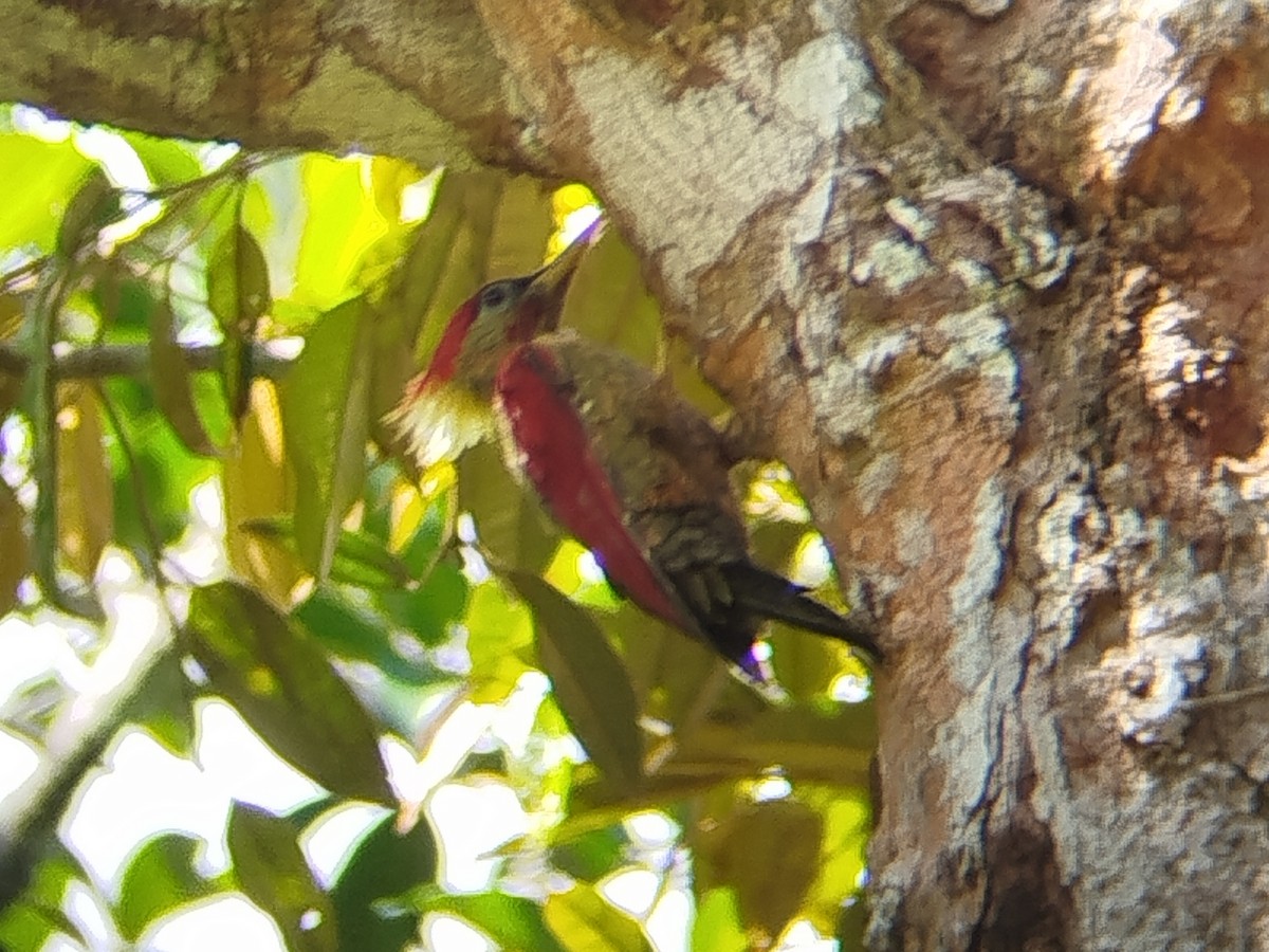 Crimson-winged Woodpecker - ML642152845