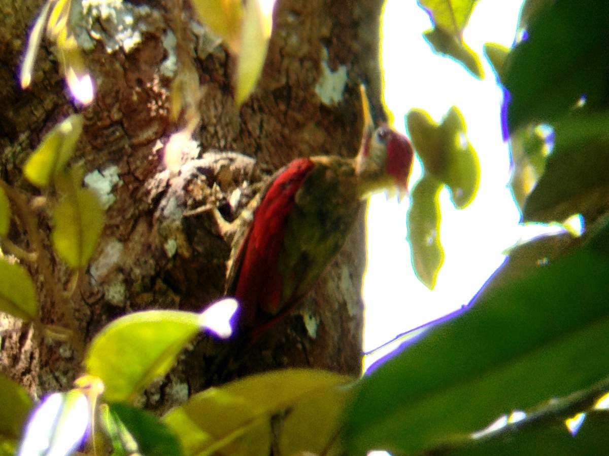 Crimson-winged Woodpecker - ML642152847