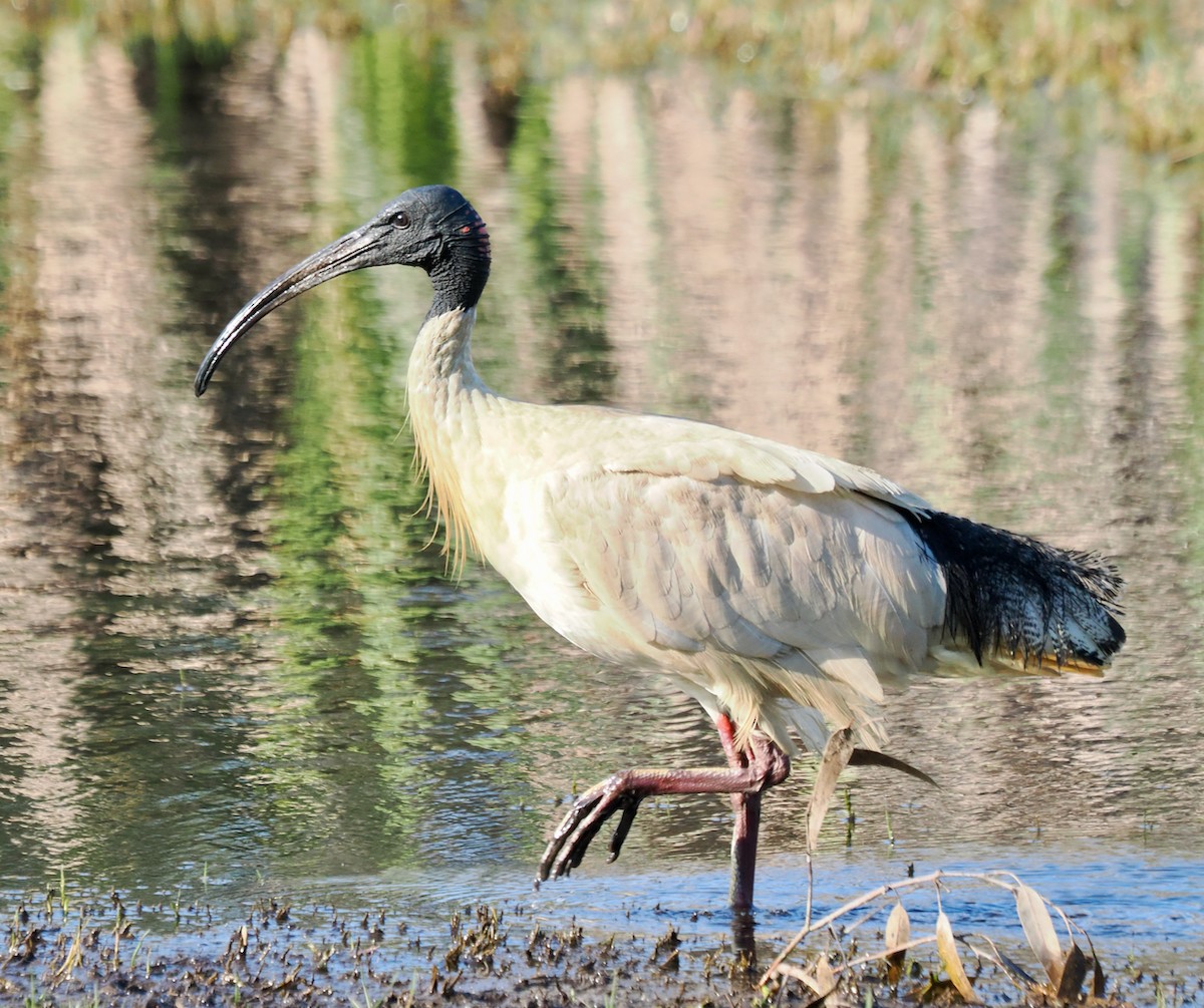 Australian Ibis - ML642152850