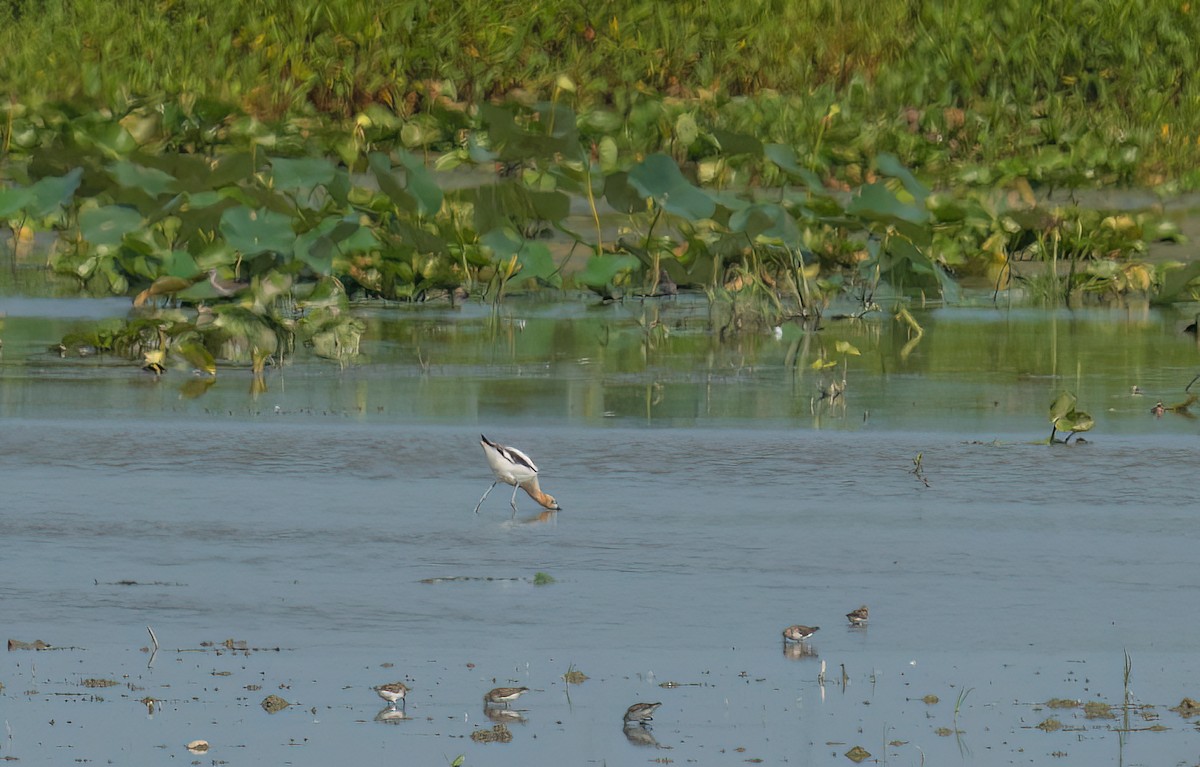 Braunhals-Säbelschnäbler - ML642152876