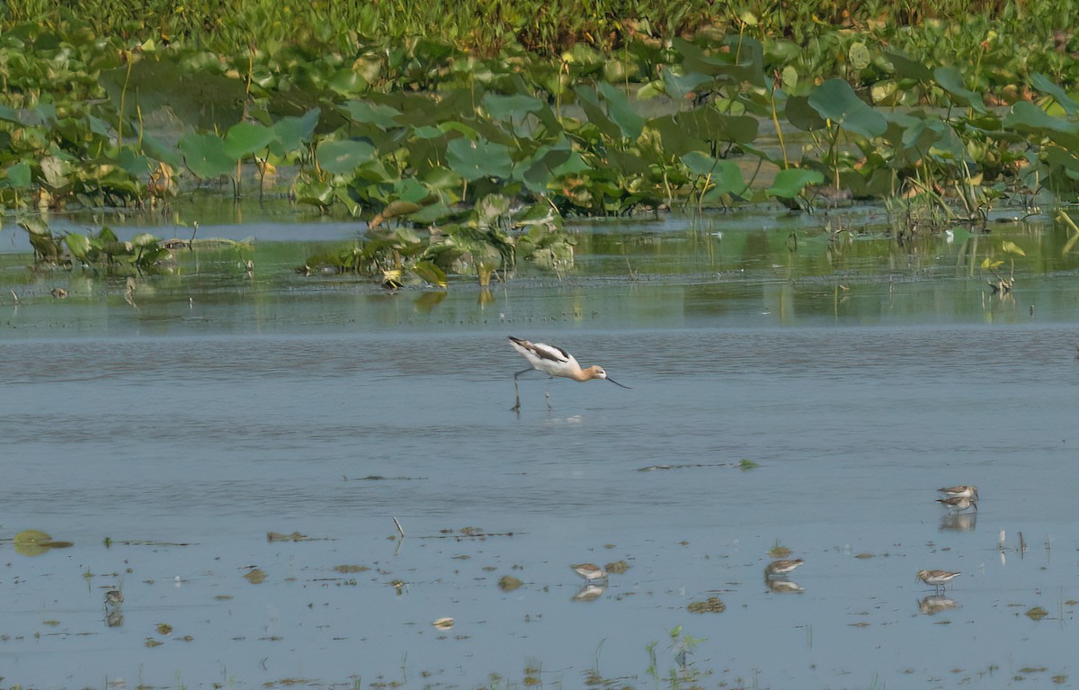 Braunhals-Säbelschnäbler - ML642152877