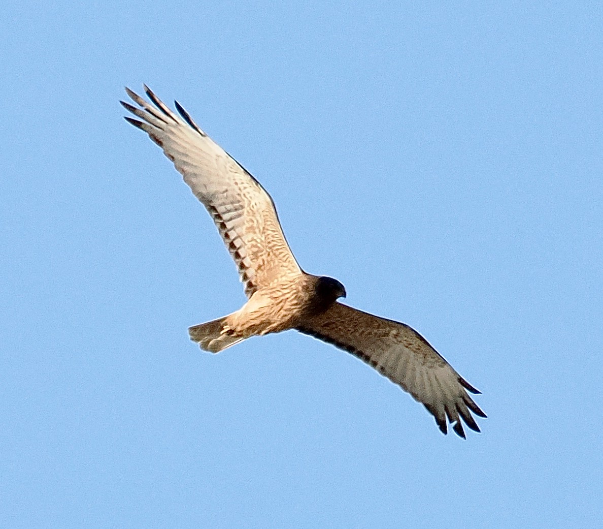 ミナミチュウヒ - ML642152881