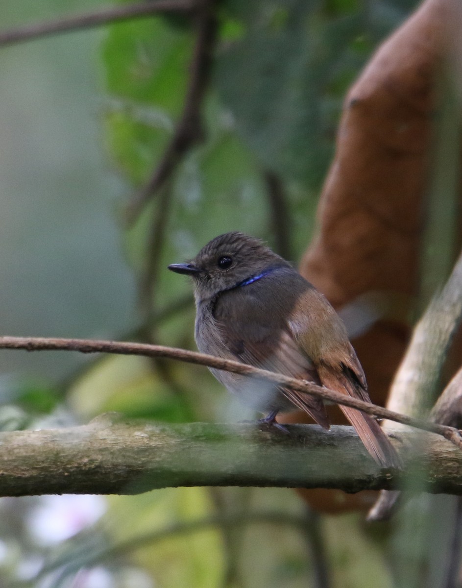 Small Niltava - ML642152884