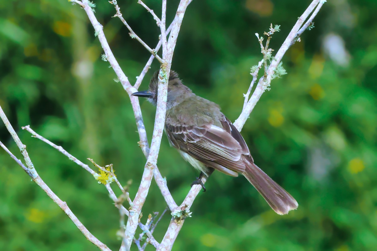 Apical Flycatcher - ML642152887