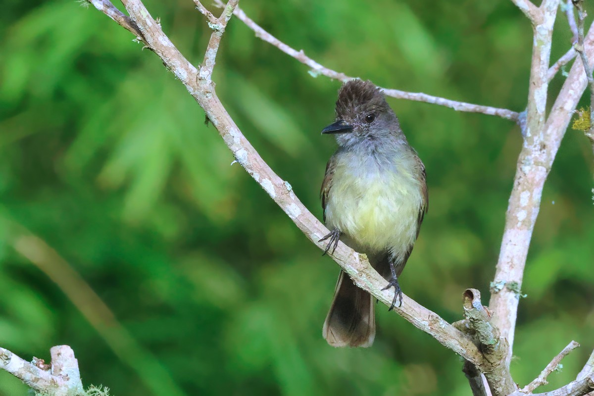 Apical Flycatcher - ML642152888