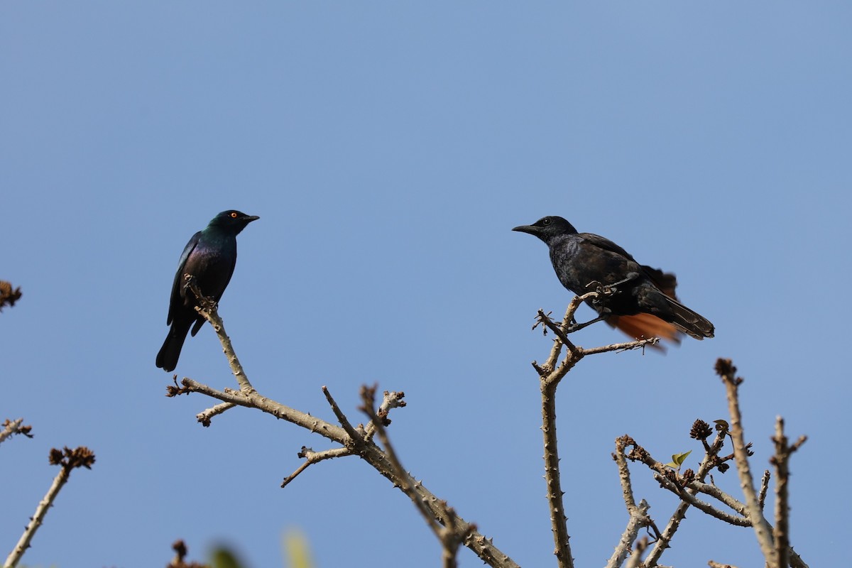 Black-bellied Starling - ML642152938