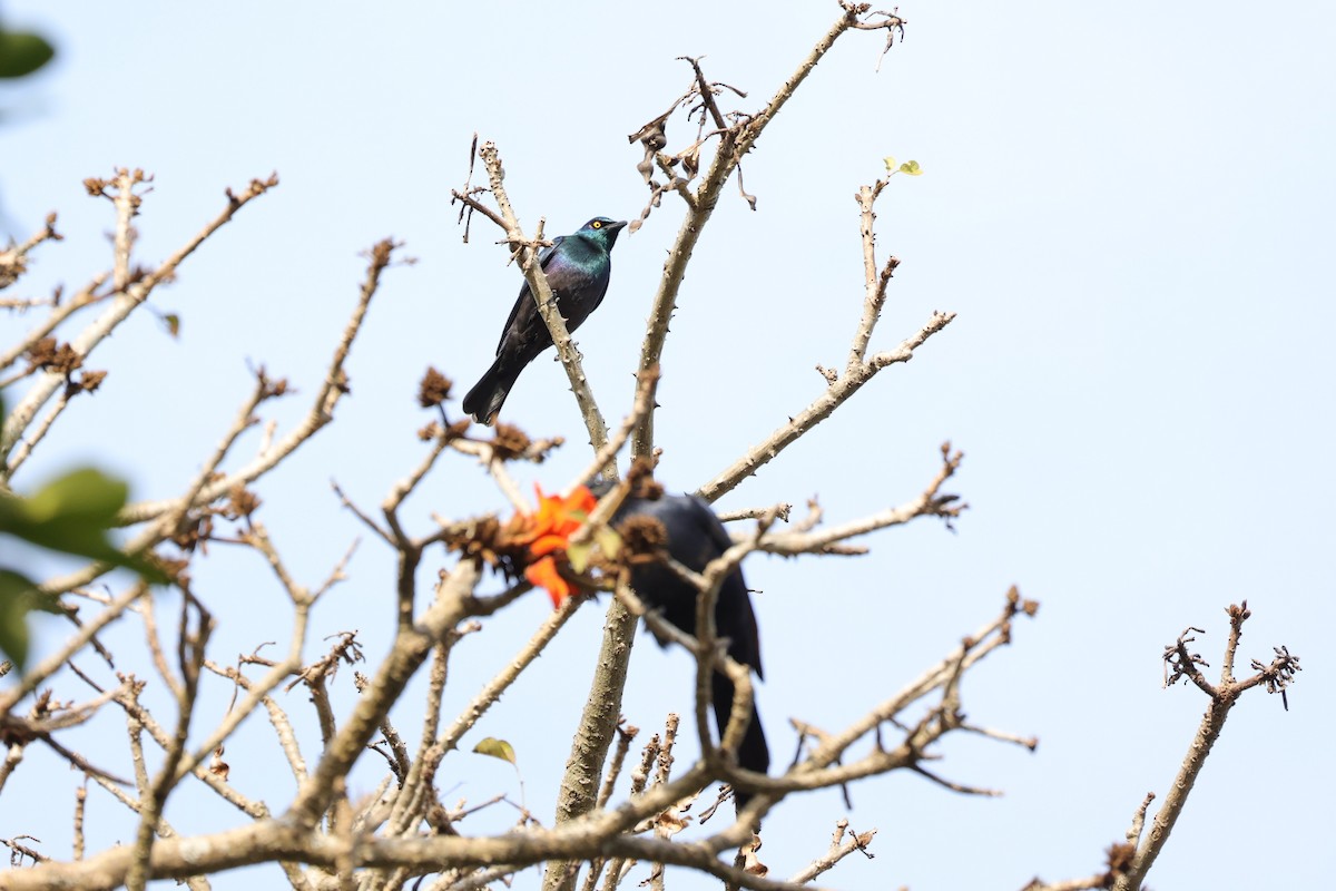 Black-bellied Starling - ML642152939