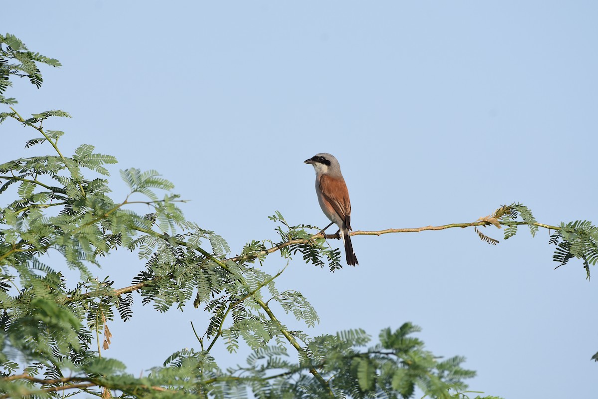 Red-backed Shrike - ML642152947