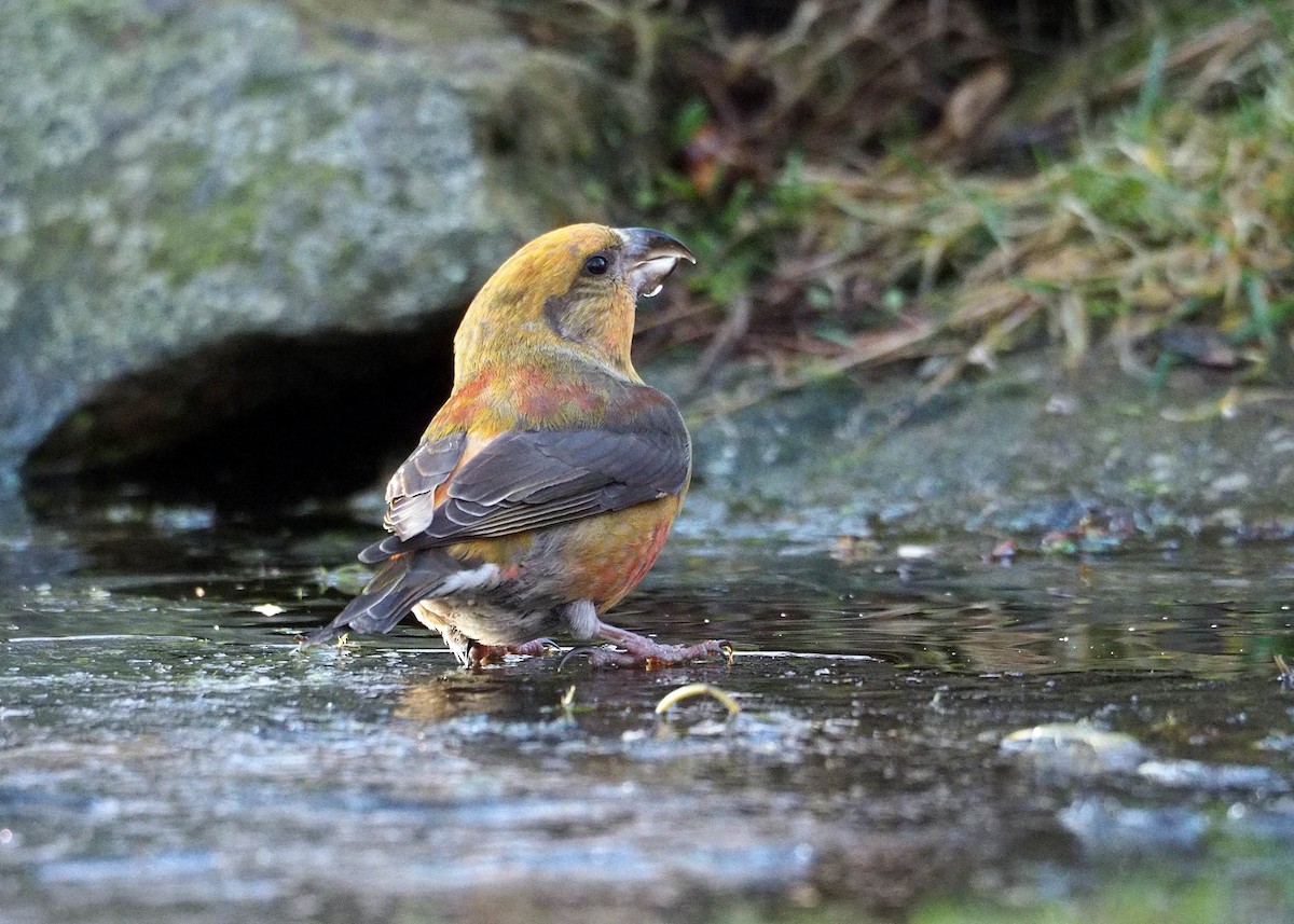 Red Crossbill - ML642152948