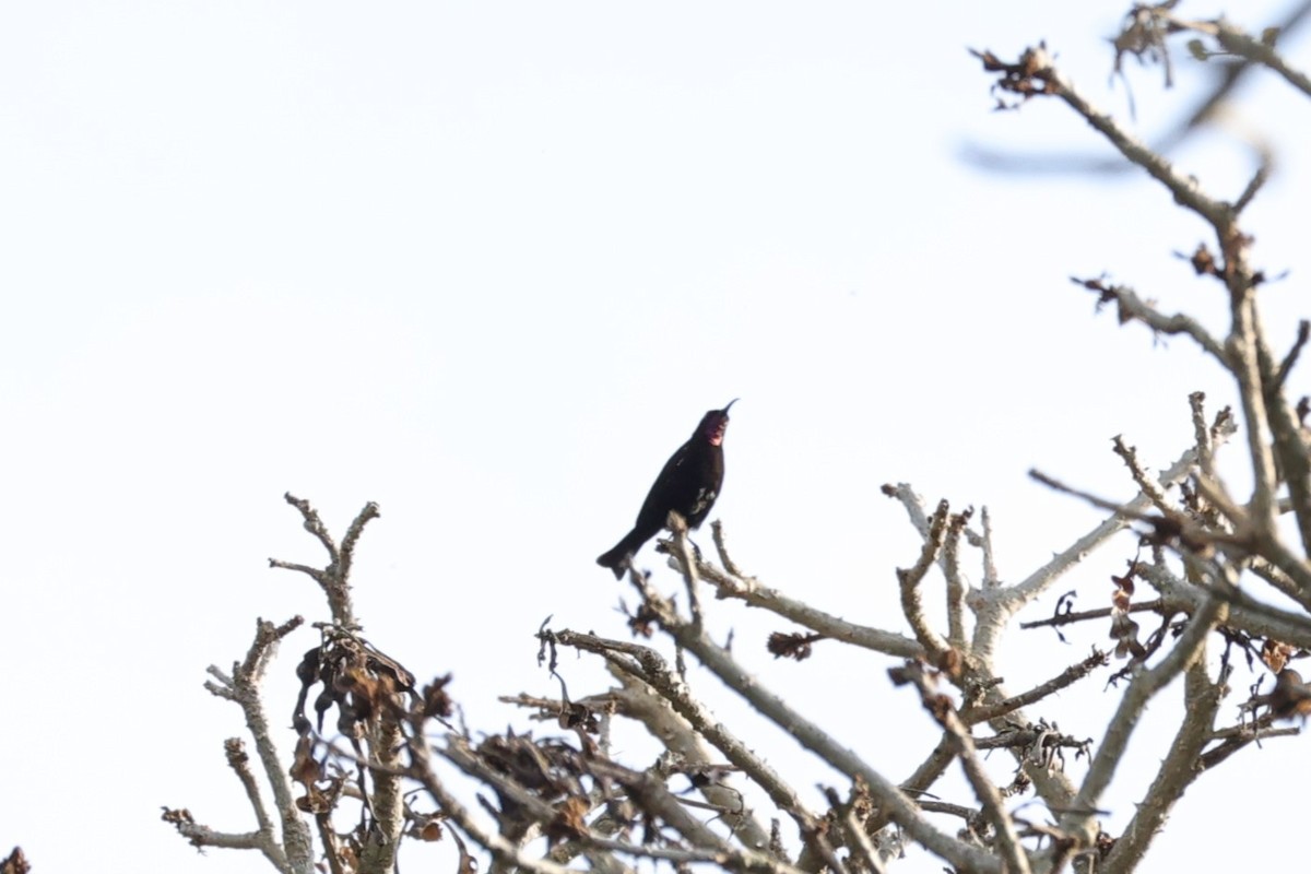Amethyst Sunbird - ML642152949