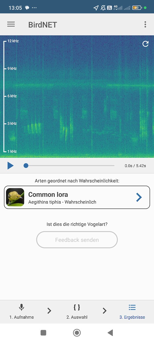Common Iora - ML642152951