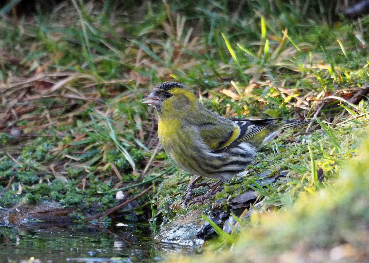 Eurasian Siskin - ML642152954
