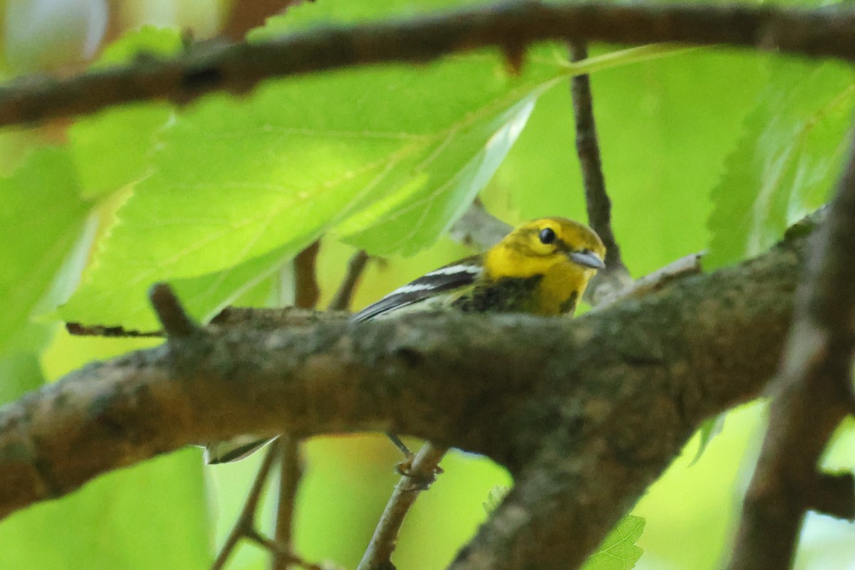 Black-throated Green Warbler - ML642152955