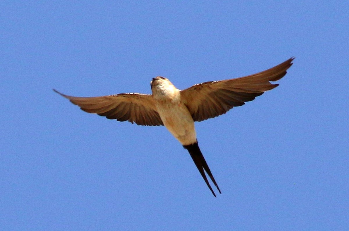 European Red-rumped Swallow - ML642152958