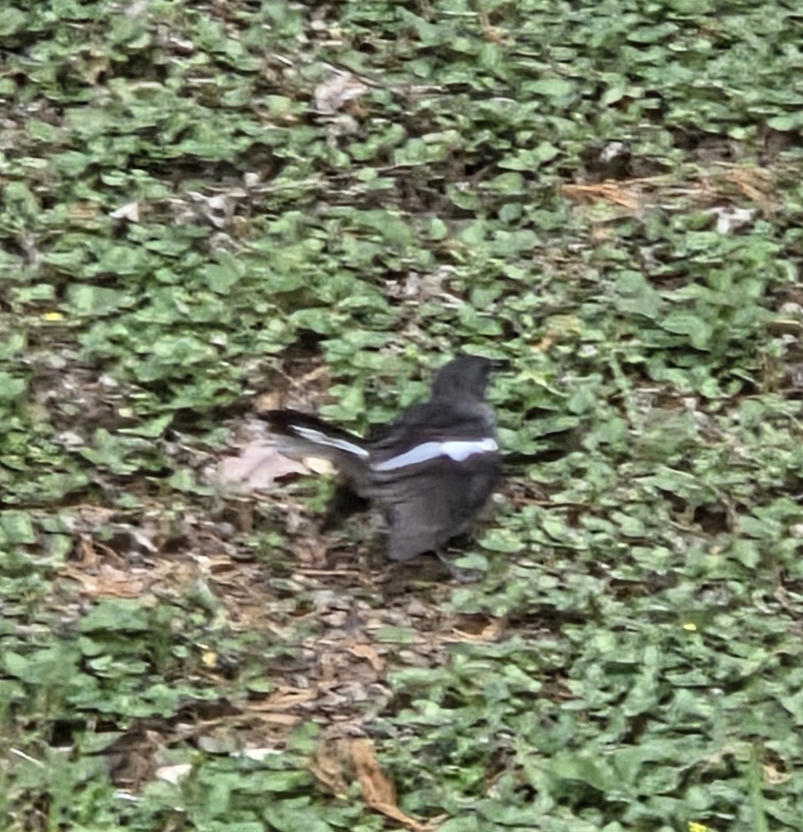 Oriental Magpie-Robin - ML642152960