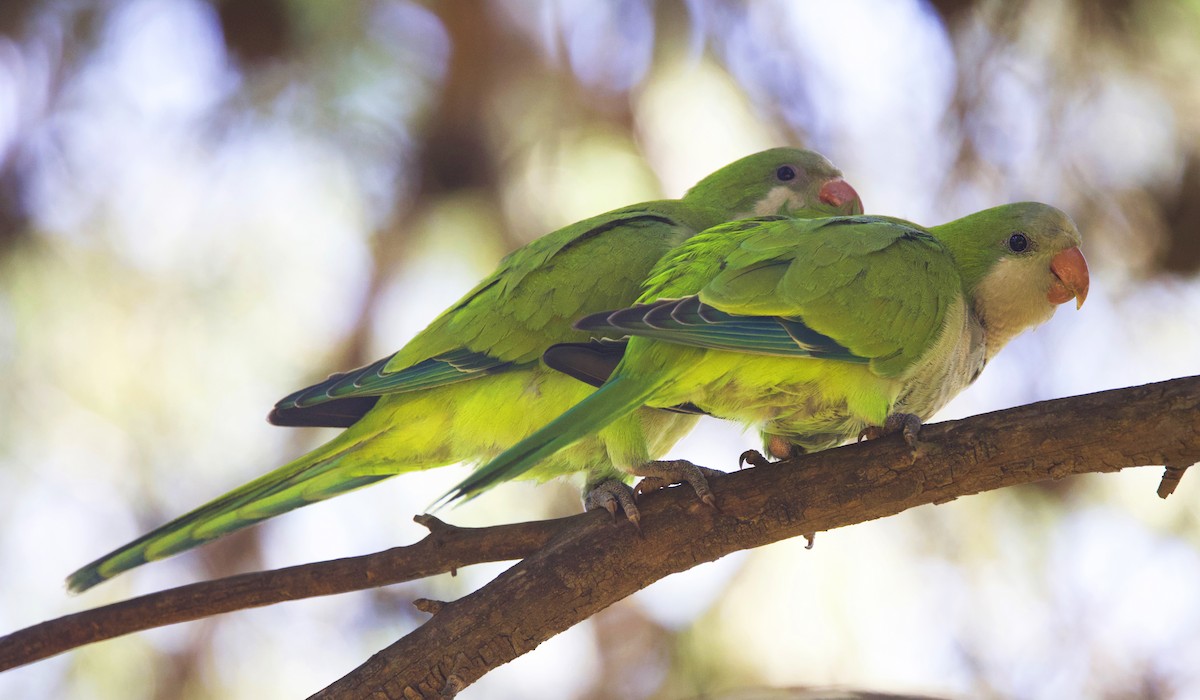 Monk Parakeet - ML642152961