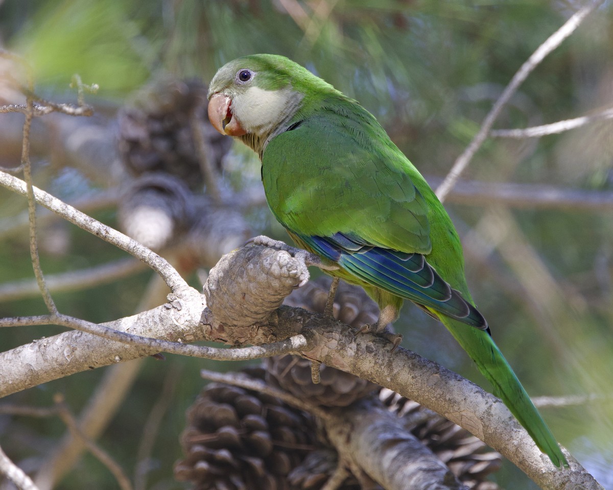 Monk Parakeet - ML642152962