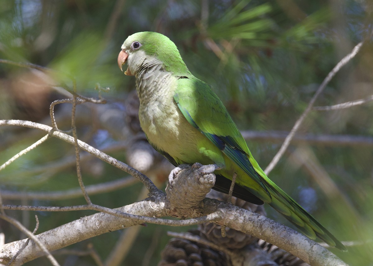Monk Parakeet - ML642152963