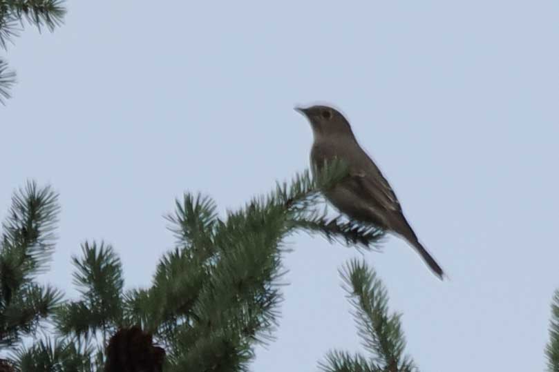 Townsend's Solitaire - ML642152965