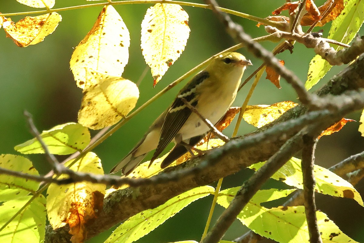 Bay-breasted Warbler - ML642152967
