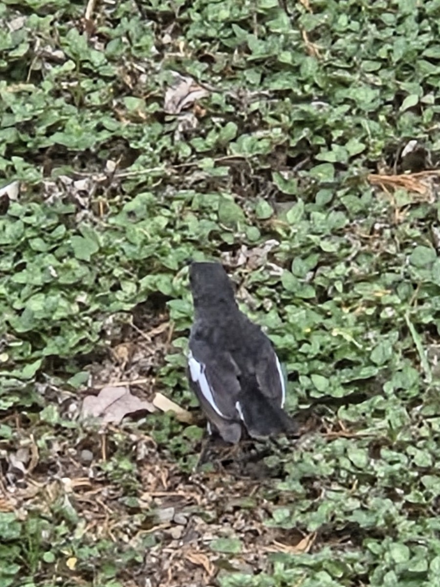 Oriental Magpie-Robin - ML642152968