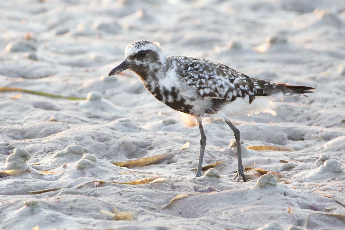 Black-bellied Plover - ML642152970