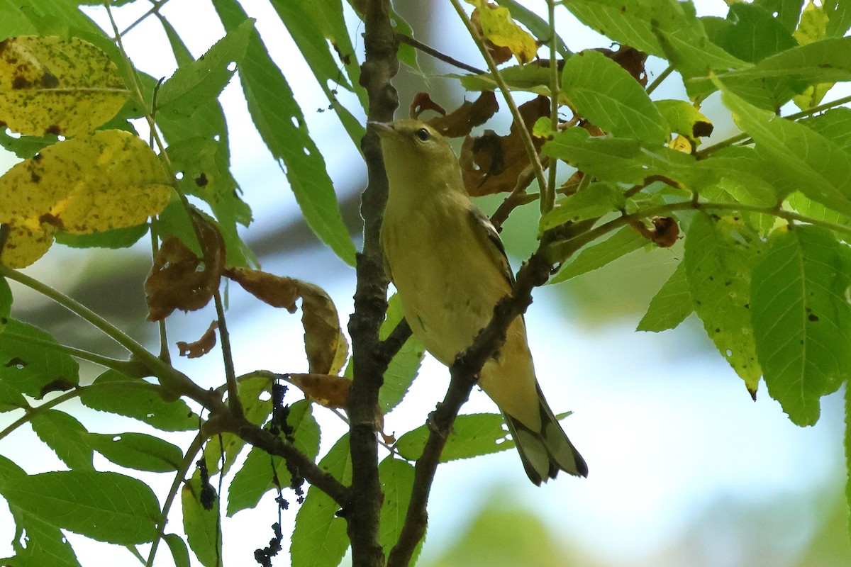 Bay-breasted Warbler - ML642152971