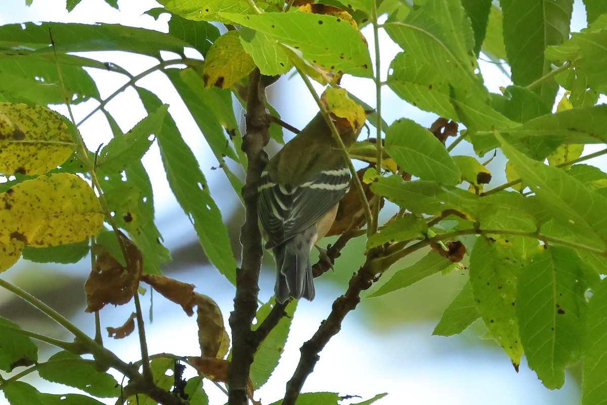 Bay-breasted Warbler - ML642152976