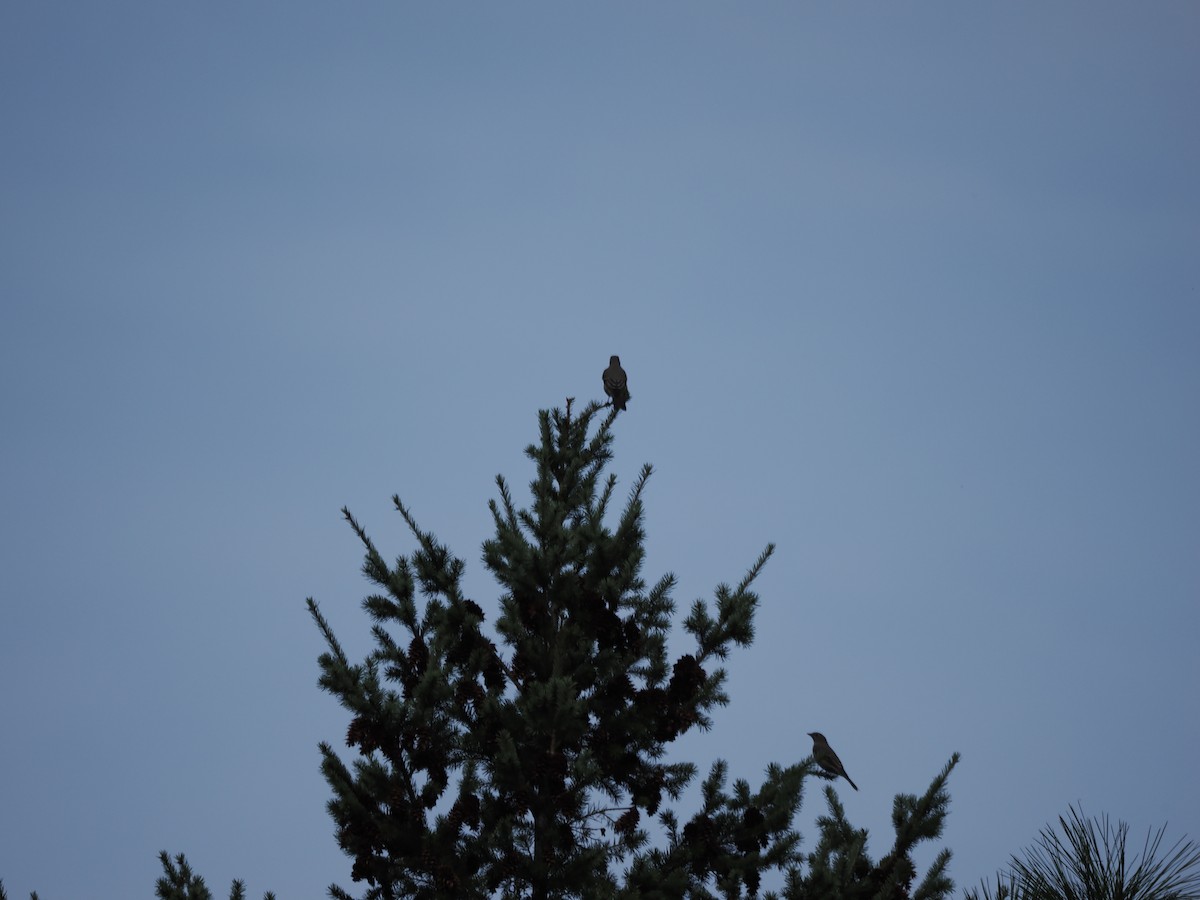 Townsend's Solitaire - ML642152977