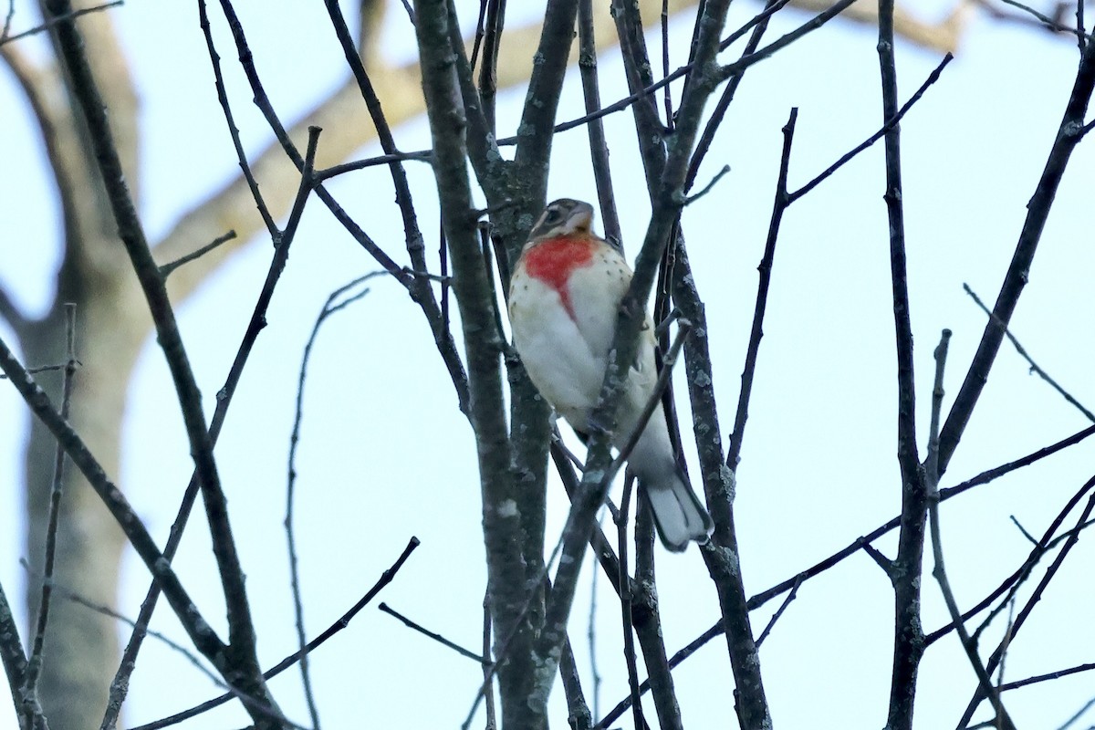 Rose-breasted Grosbeak - ML642152979