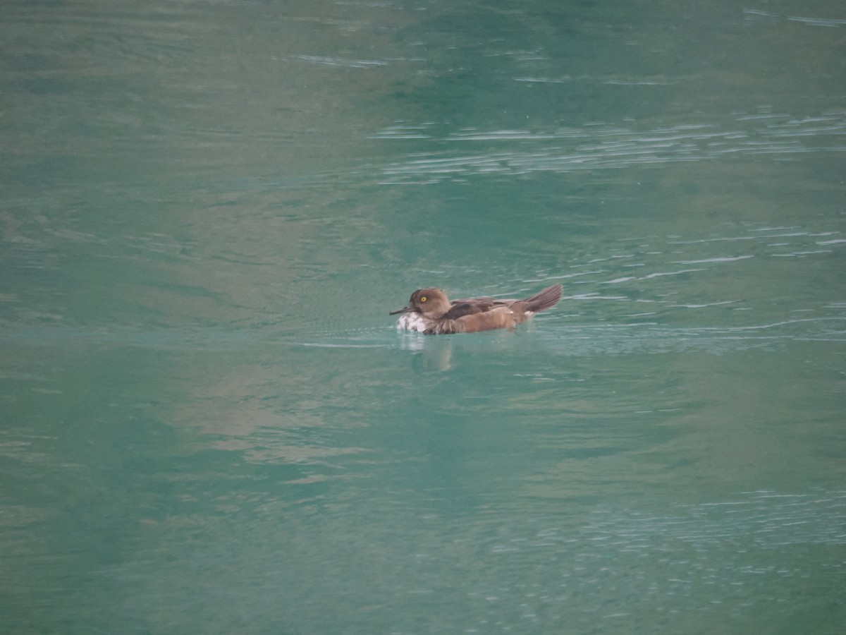 Hooded Merganser - ML642152983