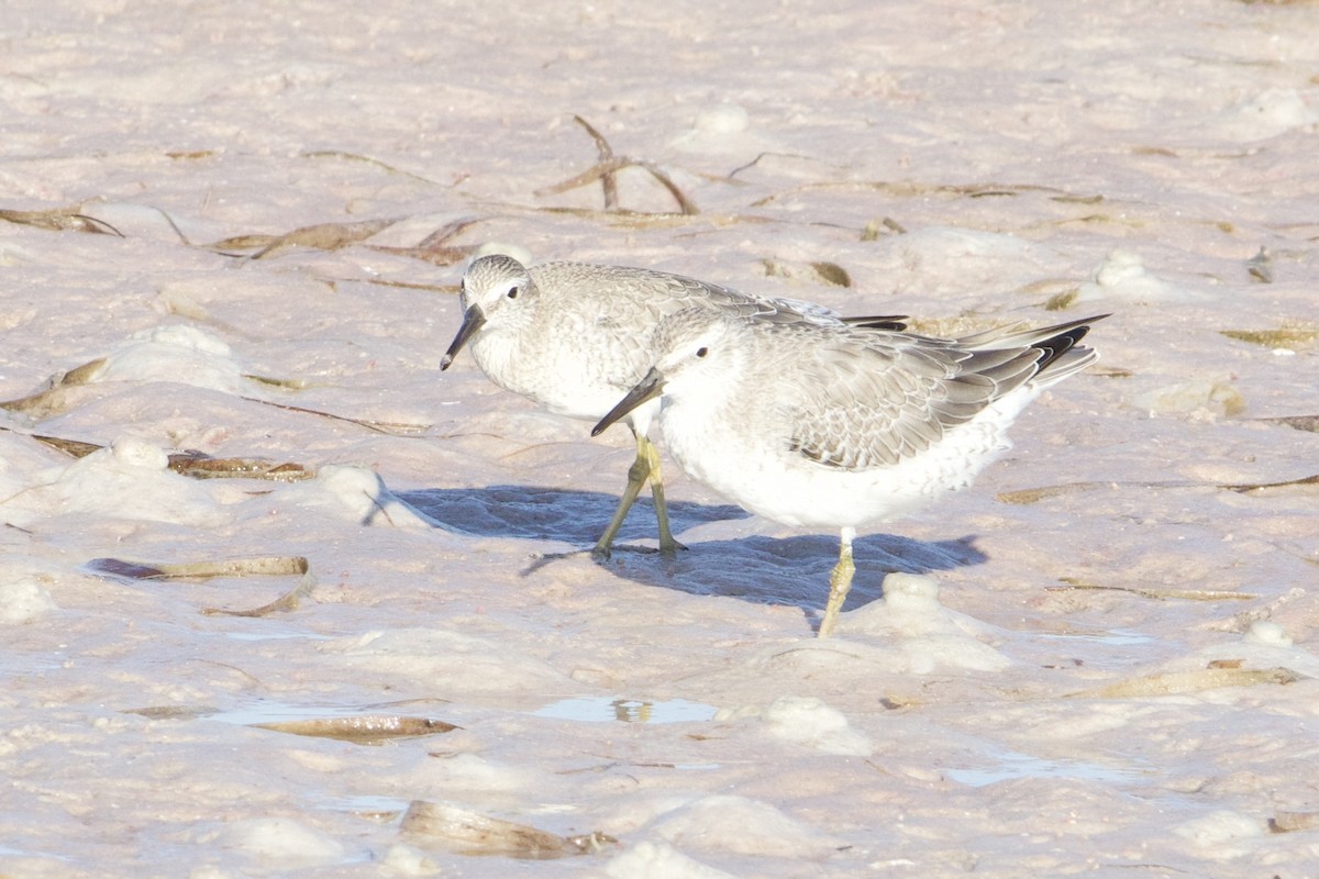 Red Knot - ML642152984