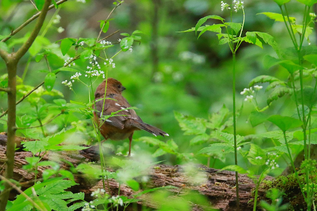 Eastern Towhee - ML642152985