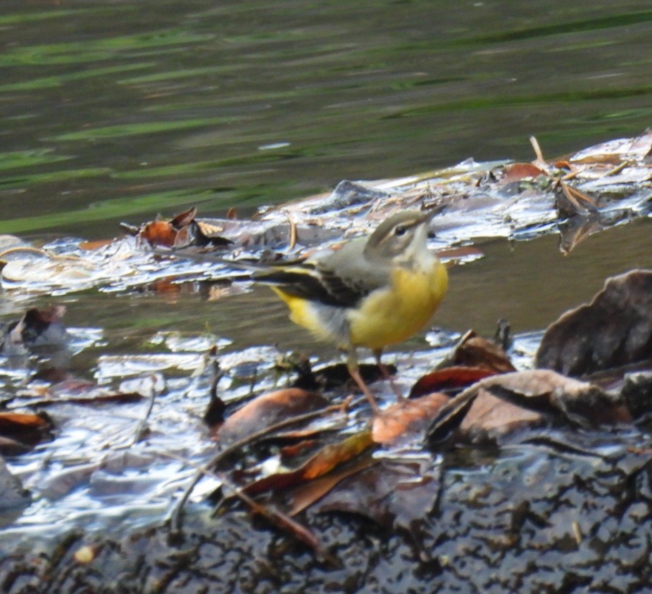 Gray Wagtail - ML642152986