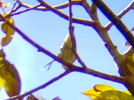 Eastern Crowned Warbler - ML642152987